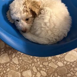 Aussiedoodle Puppies from Creek Bend Farm