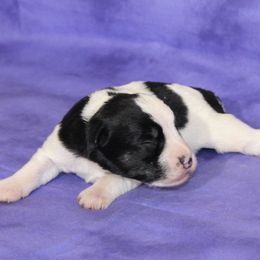 Alabama - Parti female Miniature Schnauzer puppy in Lufkin, Texas from Texas Lil Cowdogs