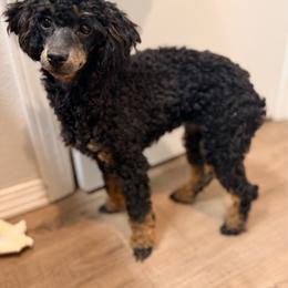 Tansy - Phantom female Poodle puppy in Rock Island, Oklahoma from Virelle Poodles