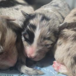 STITCH Blue merle (Natural Bobbed Tail) - Blue merle male Australian Shepherd puppy in Rainsville, Alabama from Chaparro Farm