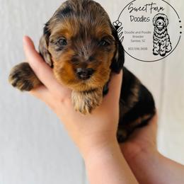 Crisp - Merle male Cockapoo puppy in Elloree, South Carolina from Sweet Farm Doodles