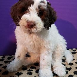 Portuguese Water Dogs from Anibays Portuguese Water Dogs