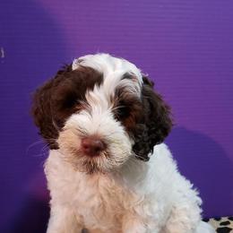 Portuguese Water Dogs from Anibays Portuguese Water Dogs