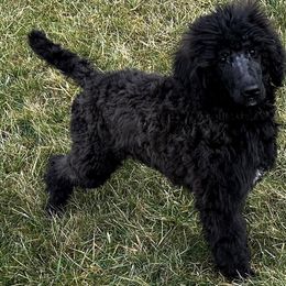 Orange - Poodle puppy from Grandview Farm