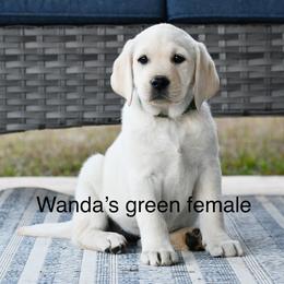 Green female - Yellow female Labrador Retriever puppy in Mississippi from Sure Shot English Labs