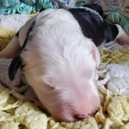 Caspar - Black and white male Sheepadoodle puppy in Bellevue, Iowa from Vivere Farm LLC
