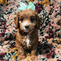 Pink Girl - Red  female Goldendoodle puppy in Richmond, Kentucky from The Doting Doodle
