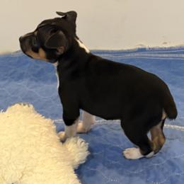 Walt - Black white and tan male Rat Terrier puppy in Savoy, Texas from Rockin EZ Rat Terriers