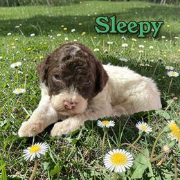 Sleepy - Parti male Poodle puppy in Pink Hill, North Carolina from Boodle's Standard Poodles