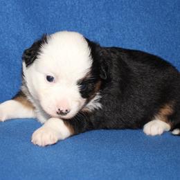 Depa, full tail - Black tri female Miniature American Shepherd puppy in Hillsdale, Michigan from Faithwalk Aussies and Mini American Shepherds