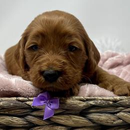 Aspen's Purple Female - Apricot female Goldendoodle puppy in Great Falls, Montana from Montana Goldendoodles
