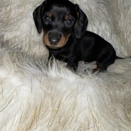 Slinky - Black and tan female Yorkshire Terrier puppy in Darrington, Washington from Seven Cedars Yorkies