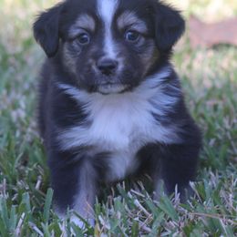 Miniature Australian Shepherd and Toy Australian Shepherd Puppies from TK Mini Aussies