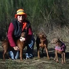German Pinschers from RiverRAT Barn Hunt