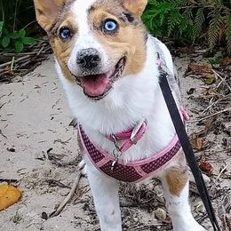 American Corgis and Pembroke Welsh Corgis from Nimocks Corgis