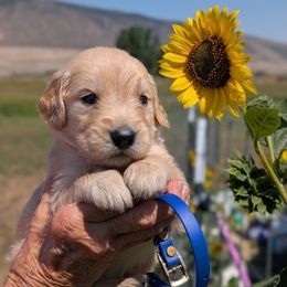 Mr. Sussex - Light golden male Golden Retriever puppy in Cody, Wyoming from Bliss Creek Goldens
