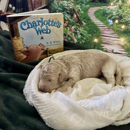 Charlotte - Cream female Goldendoodle puppy in Rocklin, California from FurEver Yours Goldendoodles
