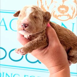 Honey - Apricot female Goldendoodle puppy in Mc Kee, Kentucky from Jackson County Doodles
