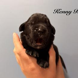 Kenny Rogers - Black male Newfoundland puppy in Tully, New York from Bear Paw Newfoundlands