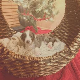 Rosie - Blue merle female Bernedoodle puppy in Tulsa, Oklahoma from Magnolia Blossom Bernedoodles