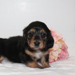 Dachshund Puppies from Sarah-Dawn Little