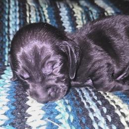 Ripp - Black male Dachshund puppy in Malabar, Florida from Dicrocco's Doxies