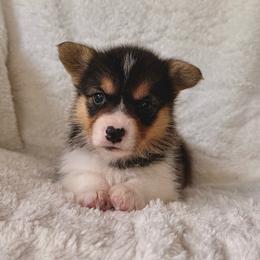 Girl 4 - Black and tan female Pembroke Welsh Corgi puppy in Northwood, Iowa from Sorrel Sands Corgis