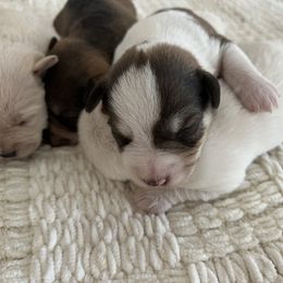 Boy 1 - Miniature Schnauzer puppy in Hull, Georgia from Ardent Miniature Schnauzers of Athens