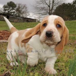 Basset Hound Puppies from Janzen Family Bassets