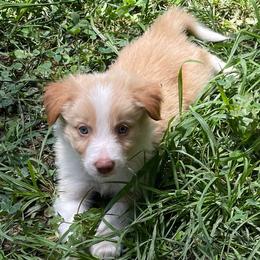 Green Collar AKA Green Lantern - Gold male Border Collie puppy in Gadsden, Alabama from Collie Wood Hills