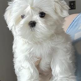 Maltese Puppies from Platinum Dunes Maltese Kennel