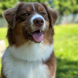 Em - Australian Shepherd