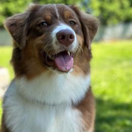 Em - Australian Shepherd