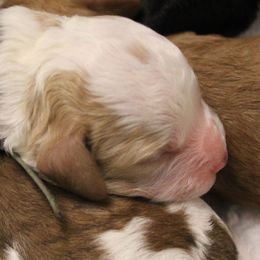 Blue collar boy - Cream male Cavapoo puppy in Eagle Mountain, Utah from Liberty Farms Puppies