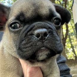 French Bulldogs from Naomi's Frenchie Puppies