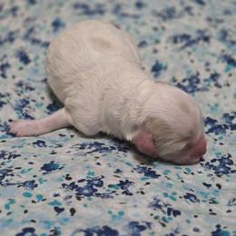 Boy 1 - Parti male Goldendoodle puppy in Crawfordsville, Iowa from DoodleBlessings