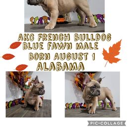 Boy 1 - Blue fawn French Bulldog puppy in Alabama from Roll Tide French Bulldogs