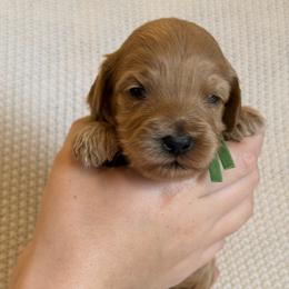 Boy 2 - Red male Australian Labradoodle puppy in Waco, Texas from RainPuddle's Labradoodles