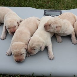 Labrador Retriever Puppies from Richard Hursh's Labrador Retrievers