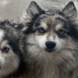 Ella - Pomsky