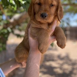 Golden Retriever Puppies from K&N Golden Retriever Companion