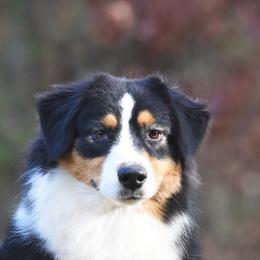Andee - Australian Shepherd