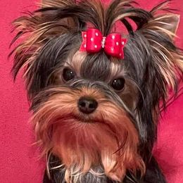 Yorkshire Terriers from Meadows Yorkshire Terriers