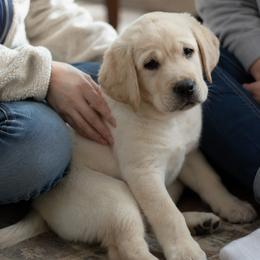 Labrador Retriever Puppies from Meritrust Labradors