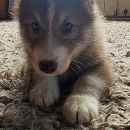 Native American Indian Dog Puppies from Corn Moon Kennels: a member of the Native American Indian Dog Preservation Project