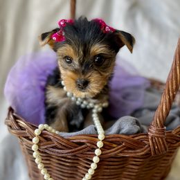 Yorkshire Terrier Puppies from Evermore Yorkies