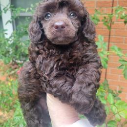 Mocha - Brown male Poodle puppy in Arkansas from Harper's Pups