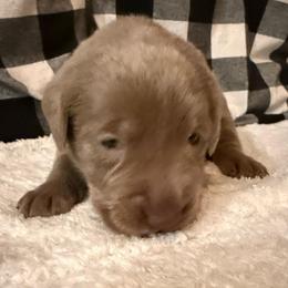 Purple- Silver - Silver female Dilute Retriever puppy in Marion, Illinois from Summer Lovin’ Labradors of Southern Illinois