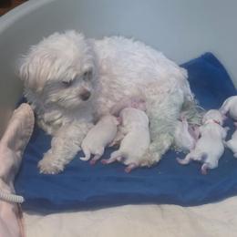 Brooke - White female Mal-Shi puppy in Belleville, Michigan from Michigan Maltese Puppies