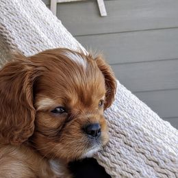 Cavalier King Charles Spaniel Puppies from Hidden Creek Cavaliers